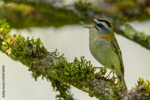 Sommergoldhähnchen