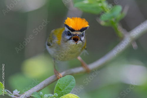 Sommergoldhähnchen