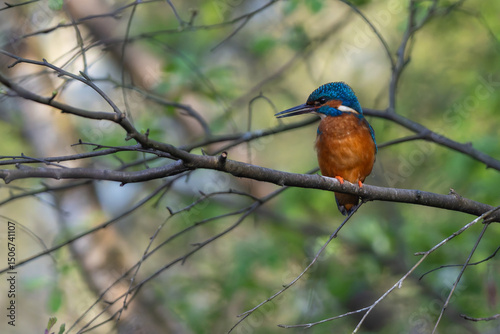 Eisvogel