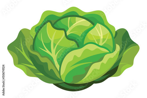 Fresh green cabbage isolated on white background, a healthy vegetable