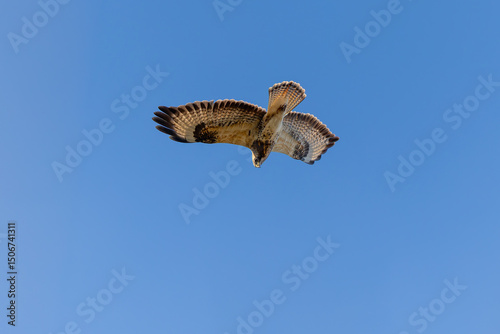 Mäusebussard