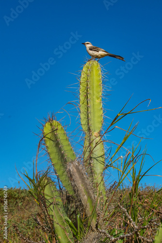 Brazil: cactus and tropical mockingbird (Mimus gilvus), a resident breeding bird from southern Mexico to northern and eastern South America and in the Lesser Antilles and other Caribbean islands