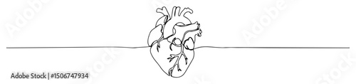 anatomical human heart line art medical vector