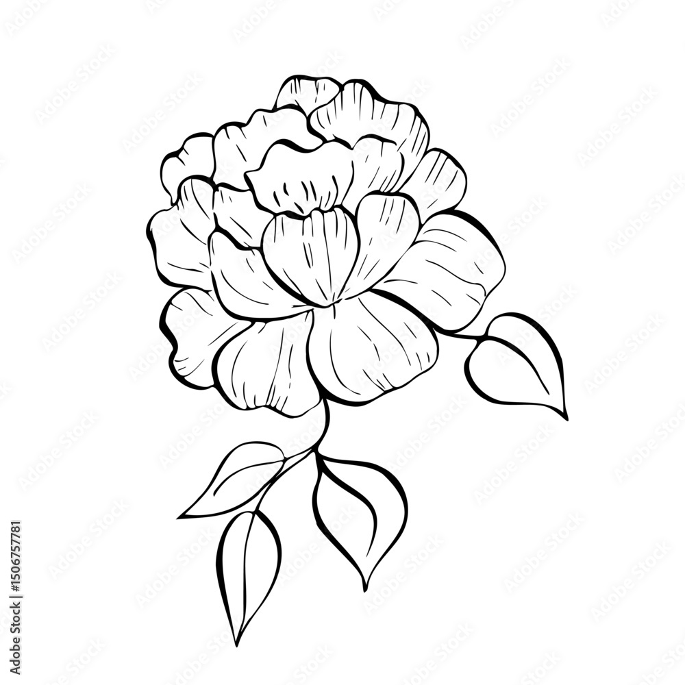 Fototapeta premium Vector delicate peony, tulip, begonia, aster, eustoma, rosehip with leaves. Hand painted linear contour flower. Graphic clipart isolated. Botanical, tattoo and wedding illustration. For designers
