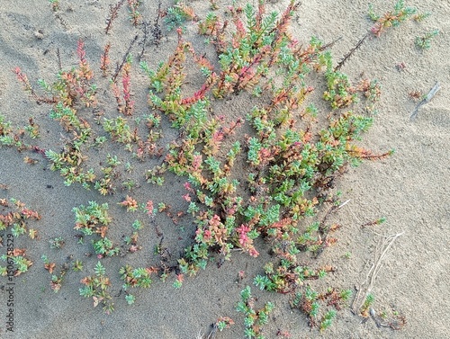 flowery plant growing in the sand