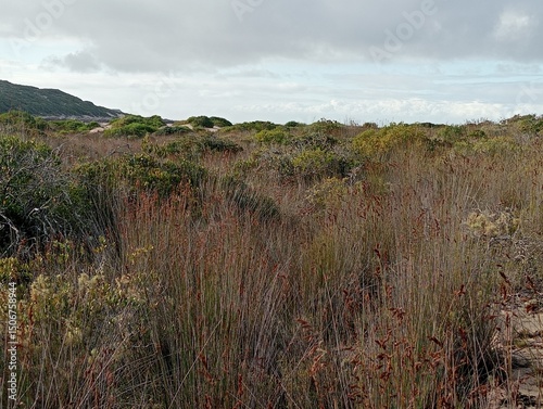 Wild grass, fynbos and stormy clouds