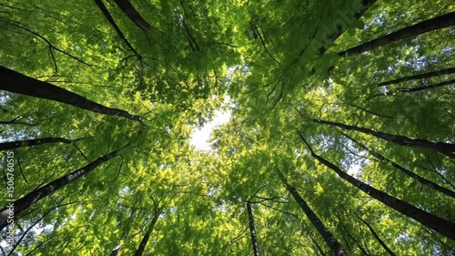 Enchanted Forest Canopy with A Breathtaking View of Nature's Majesty