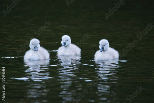Fototapeta Naklejka Na Ścianę i Meble -  three young mute swan cygnets on the lake