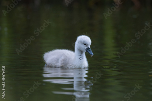 Fototapeta Naklejka Na Ścianę i Meble -  young baby mute swan cygnet on the water