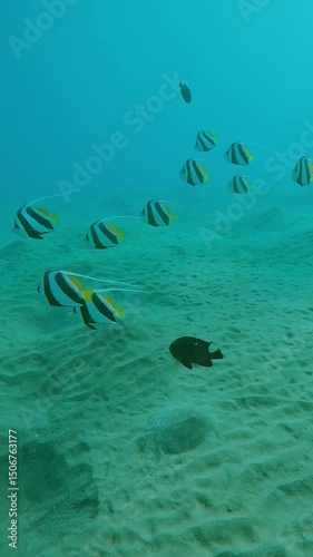 Vertical footage, School of Bannerfish and other fish species swim in turquoise water over sand seabed, Slow motion, Shoal of Schooling Bannerfish or False Moorish idol, Heniochus diphreutes photo