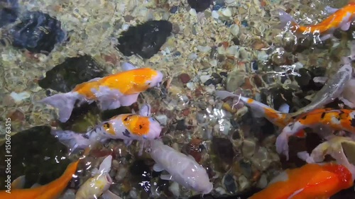 Colorful Fancy Koi Carp Swimming in Pond — Vibrant Fish in Natural Water Habitat