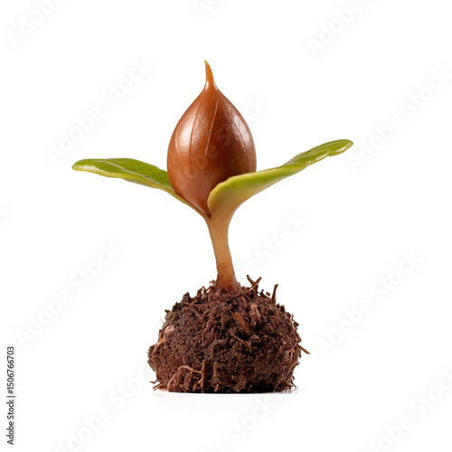 Close-up of a sprouting acorn on a white background