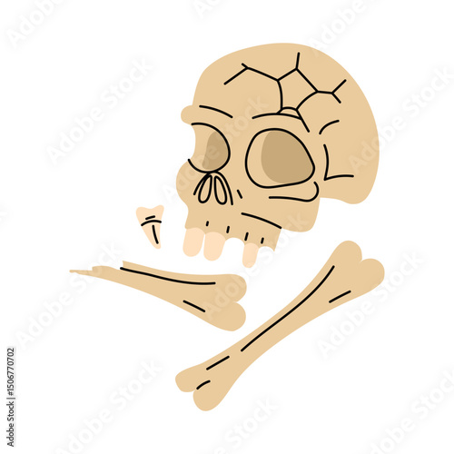 human skull with bones, teeth. Archaeological finds, Excavations, finds of human life. It is suitable for scientific materials, museum projects, textbooks, topics on archeology, anthropology, history
