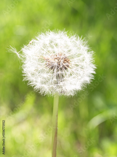 Dandelion Pappus Fluffy Flower Head with Green Background photo
