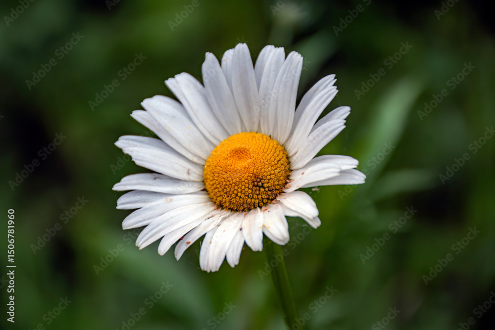 Fototapeta premium daisy flower with dew