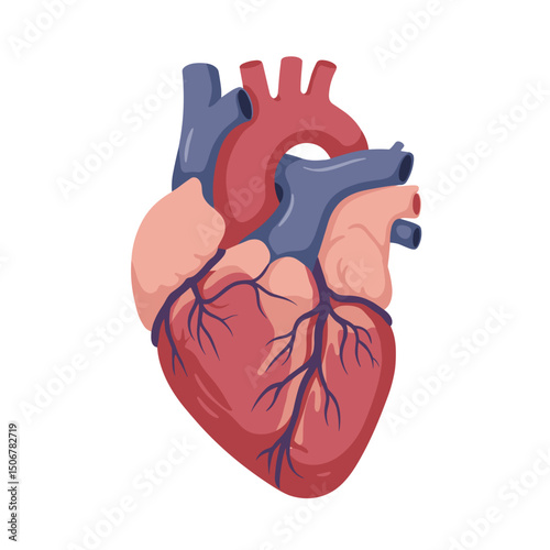 Anatomical human heart illustration in vibrant colors for immunity  