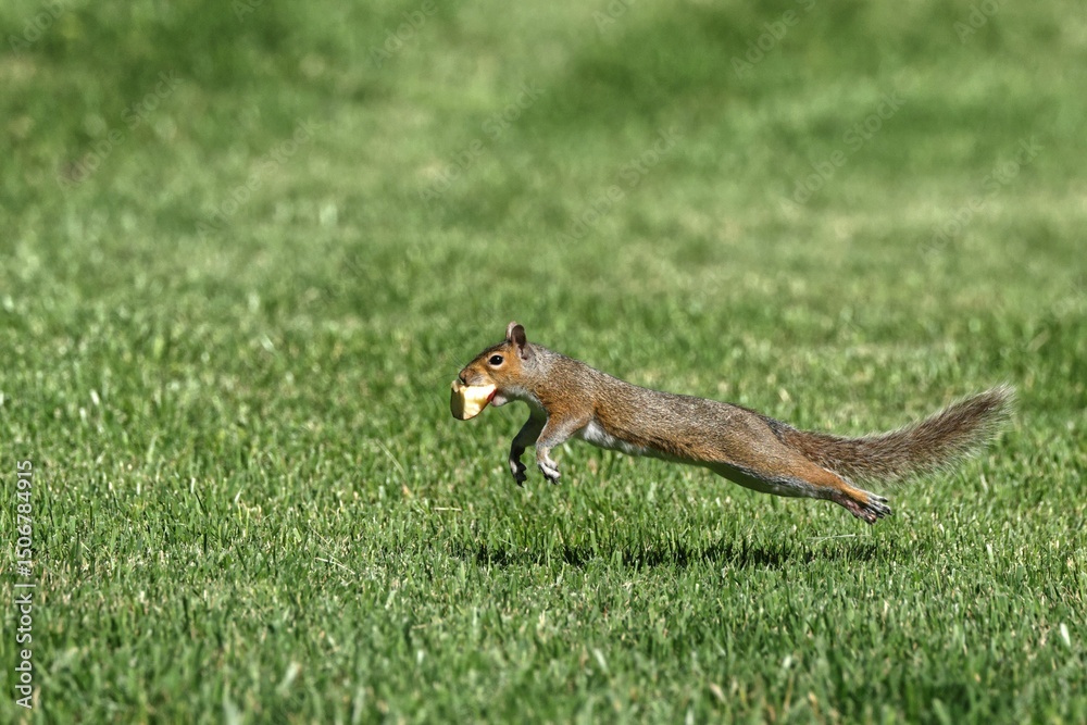 Fototapeta premium Squirrel leaping with food in a grassy field.