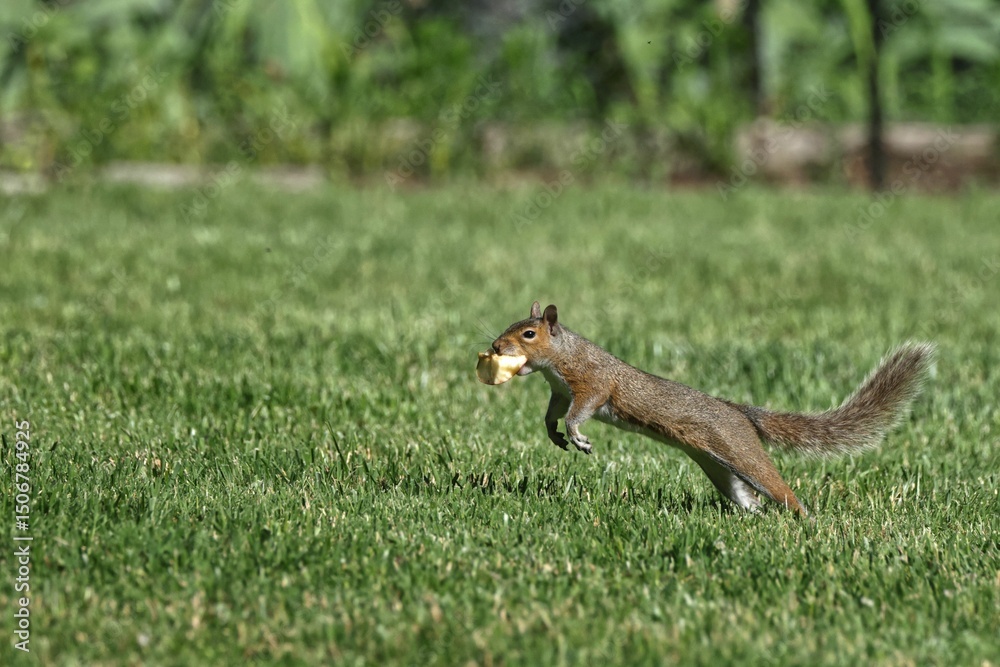 Obraz premium Squirrel Leaping with Food