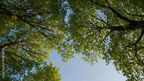 Green Tree Canopy Reaching Toward Blue Sky with Sunlit Leaves and Branches