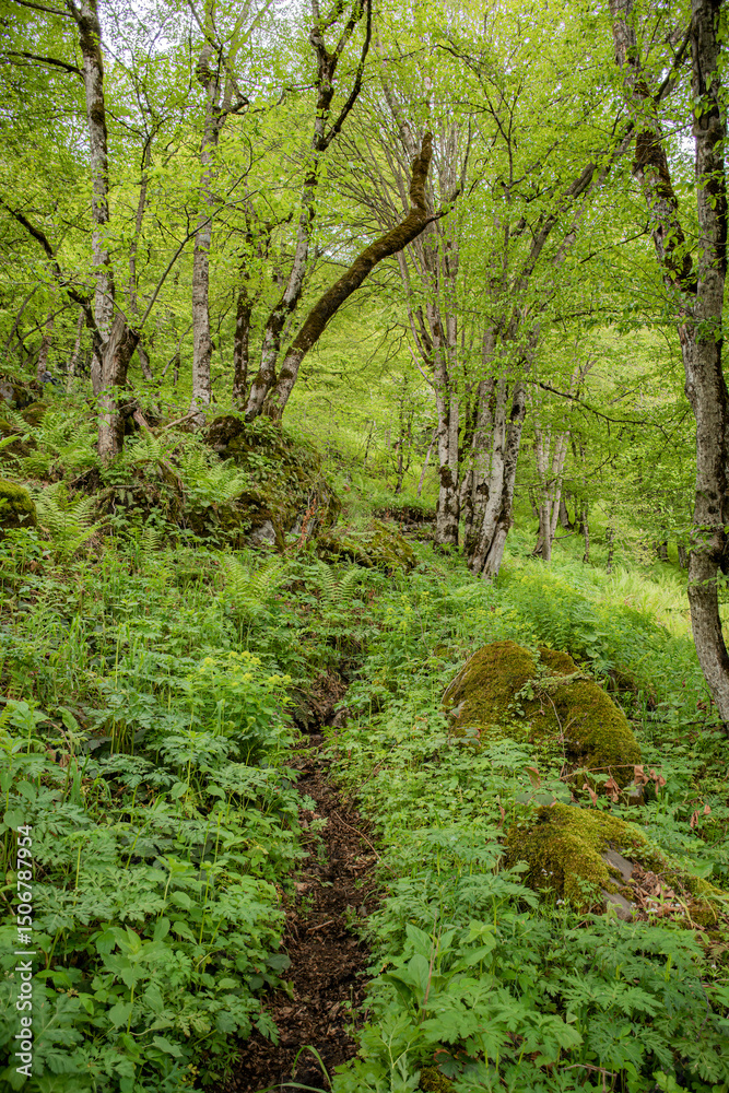 Fototapeta premium footpath in the woods