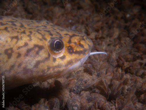 Close-Up of Burbot Resting on Riverbed Sediment