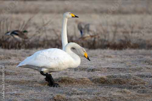 Fototapeta Naklejka Na Ścianę i Meble -  Male and female Whooper Swans performing courtship display on a frosty morning in Northern Finland.