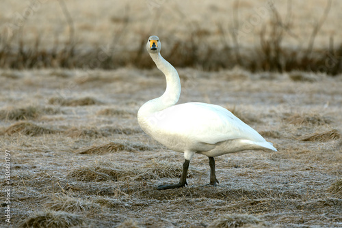 Fototapeta Naklejka Na Ścianę i Meble -  Whooper Swan on a cold steppe in northern Finland in the last light of the evening