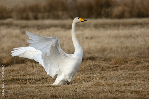 Fototapeta Naklejka Na Ścianę i Meble -  Whooper Swan on a cold steppe in northern Finland in the last light of the evening