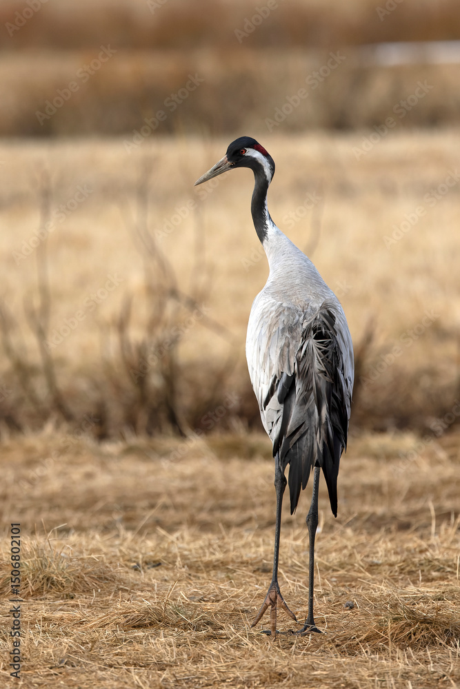 Fototapeta premium Common crane in a steppe in northern Finland, in the last light of the evening