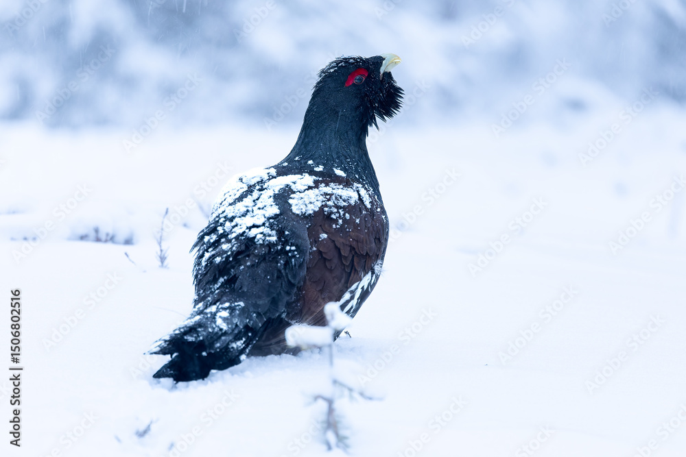 Obraz premium Male Capercaillie at his lek on a day with heavy snowfall at first light of sunrise in a northern birch and pine forest trying to attract females with his mating dance.