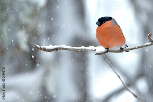 Papier peint Male Eurasian bullfinch in a pine and birch forest with heavy snowfall at early
