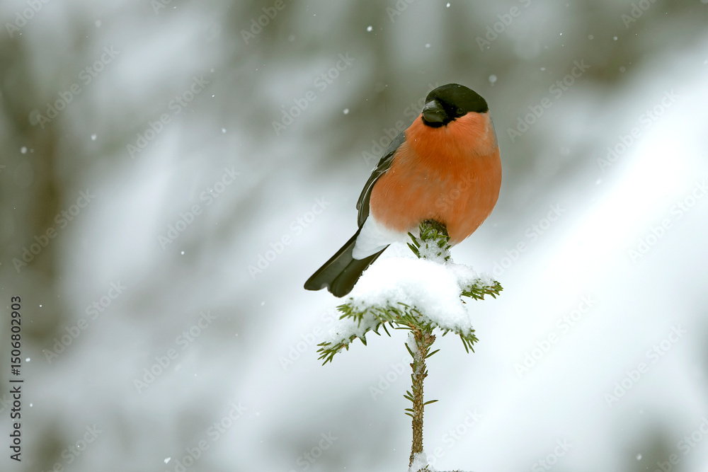 Obraz premium Male Eurasian bullfinch in a pine and birch forest with heavy snowfall at early evening light