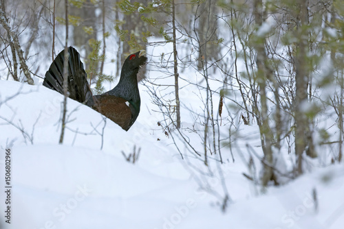 Male Capercaillie during the mating season on its completely snow-covered breeding territory in a pine and birch forest at first light.