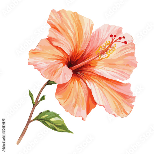 Hibiscus clip art hibiscus illustration watercolor vector