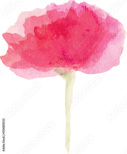 pink carnation flower isolated white