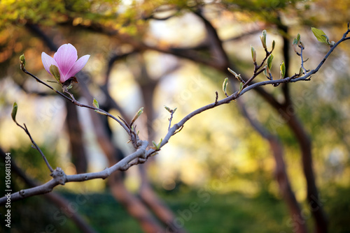 Spring blossom, Magnolia flower