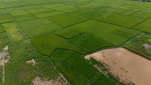 Top-down aerial of vibrant green rice paddies segmented by narrow dirt tracks and flooded plots, forming a geometric agricultural patchwork