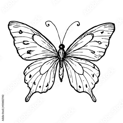Intricate butterfly ink illustration vector