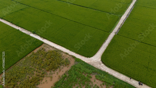 Top-down aerial of vibrant green rice paddies segmented by narrow dirt tracks and flooded plots, forming a geometric agricultural patchwork