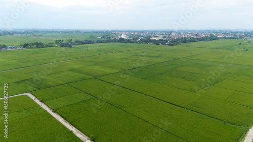 Wide aerial panorama of extensive rice fields under bright daylight, crisscrossed by service roads and dotted with small irrigation ponds, stretching to the horizon