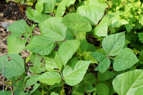 Wallpaper Mural Green bean bush. Fresh homegrown, organic vegetables, green food. Plant plot in city garden or urban farming. Natural background with copy space. Torontodigital.ca
