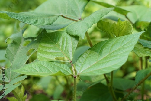 Wallpaper Mural Green bean bush. Fresh homegrown, organic vegetables, green food. Plant plot in city garden or urban farming. Natural background with copy space. Torontodigital.ca
