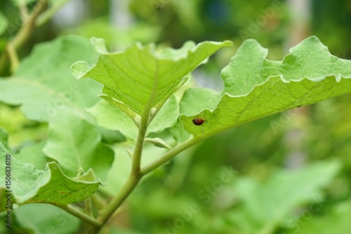 28 spotted lady beetle (Henosepilachna vigintioctopunctata), on green round eggplant leaves in morning light. Pest of nature farming and agriculture. Nature background.