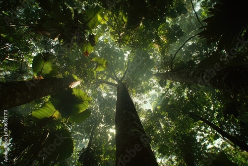 Lush rainforest canopy view from below photo