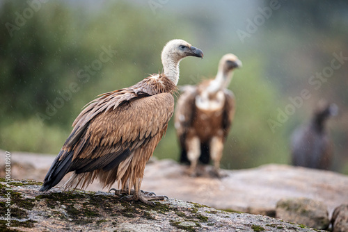 Gänsegeier Gyps fulvus sitzend auf Felsen, Spanien