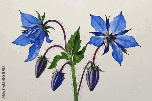 Vibrant Petals, Herbal Courage herb Borage isolated watercolor vector illustration svg