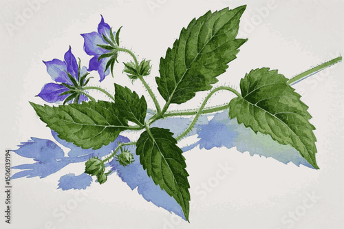 Starry Resilience in Watercolor Flow herb Borage isolated watercolor vector illustration svg