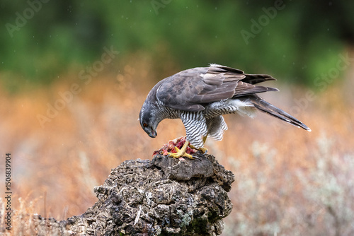 Eurasian goshawk Astur gentilis feeding on a treestump 
