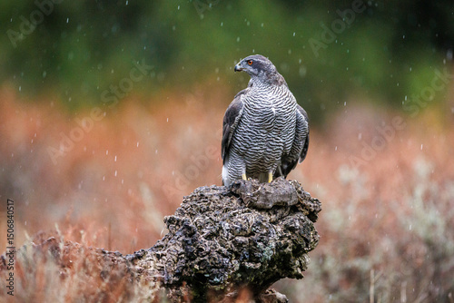 Eurasian goshawk Astur gentilis perching on a treestump in rain