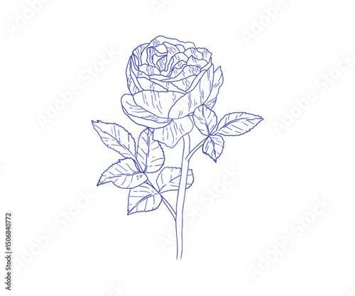Hand-drawn line illustration of a rose with buds and leaves. A classic botanical image perfect for packaging design, greeting cards, or logos